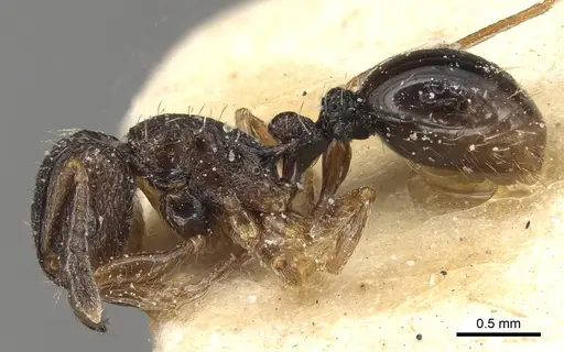 Tetramorium edouardi specimen CASENT0915086 image casent0915086_3