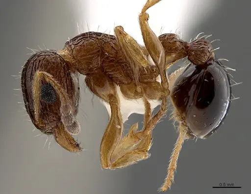 Tetramorium edouardi specimen CASENT0923568 image casent0923568_1