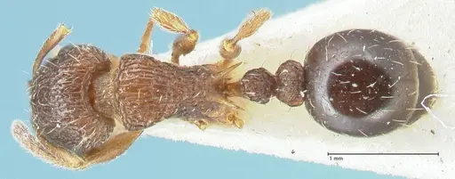 Tetramorium edouardi specimen FOCOL2105 image focol2105_1