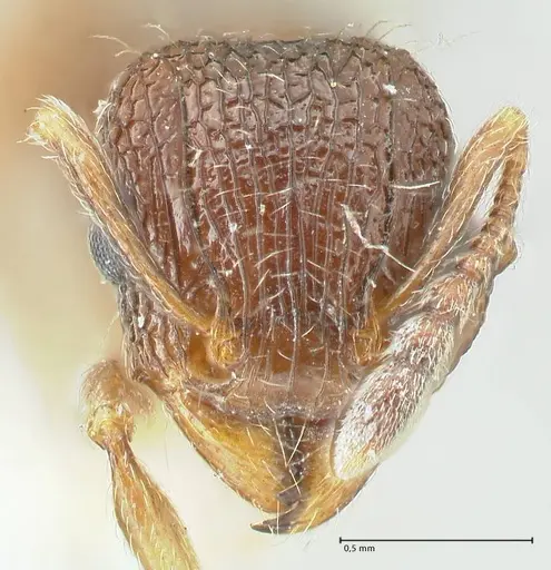 Tetramorium edouardi specimen FOCOL2105 image focol2105_2