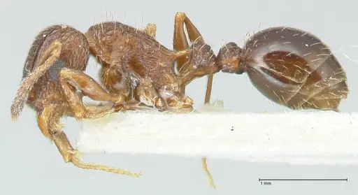 Tetramorium edouardi specimen FOCOL2105 image focol2105_3