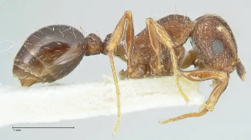 Tetramorium edouardi specimen FOCOL2105 image focol2105_4