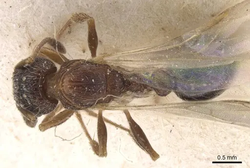 Tetramorium edouardi specimen RMCAENT000017793 image rmcaent000017793_1