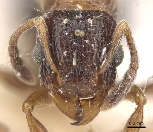 Tetramorium edouardi specimen RMCAENT000017793 image rmcaent000017793_2