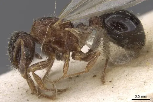 Tetramorium edouardi specimen RMCAENT000017793 image rmcaent000017793_3