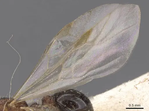 Tetramorium edouardi specimen RMCAENT000017793 image rmcaent000017793_4