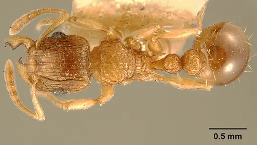 Tetramorium edouardi specimen ZFMKHYM20096175 image zfmkhym20096175_1