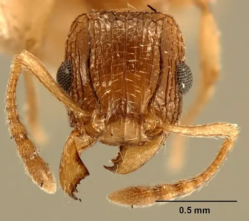 Tetramorium edouardi specimen ZFMKHYM20096175 image zfmkhym20096175_2