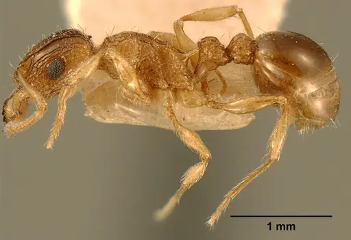 Tetramorium edouardi specimen ZFMKHYM20096175 image zfmkhym20096175_3