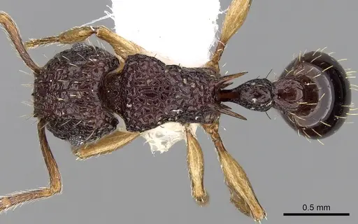 Tetramorium eleates specimen CASENT0280884 image casent0280884_1
