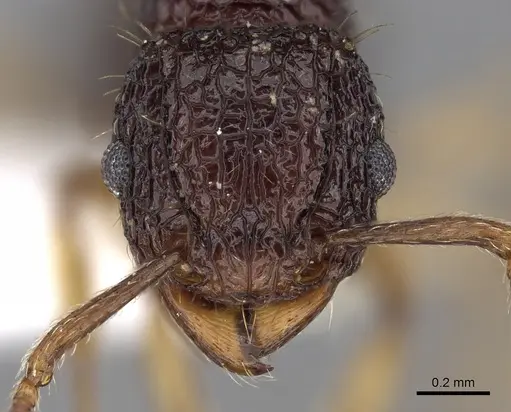 Tetramorium eleates specimen CASENT0280884 image casent0280884_2