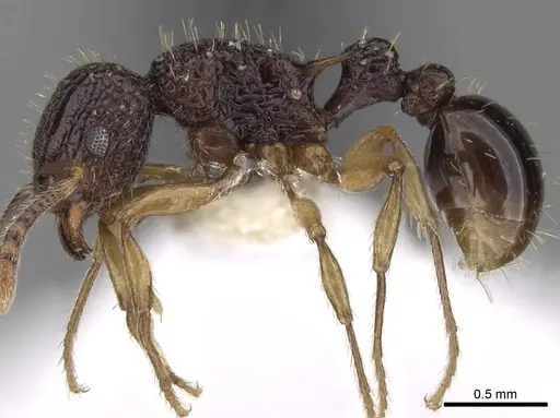 Tetramorium eleates specimen CASENT0280884 image casent0280884_3