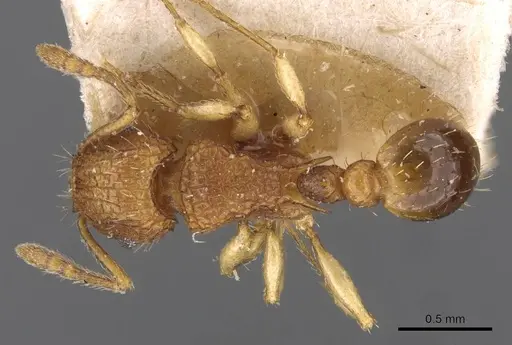 Tetramorium eleates specimen CASENT0909192 image casent0909192_1