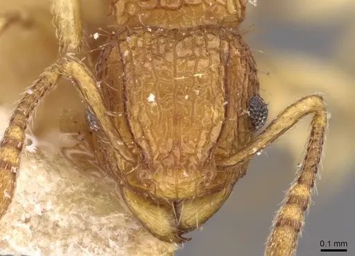 Tetramorium eleates specimen CASENT0909192 image casent0909192_2