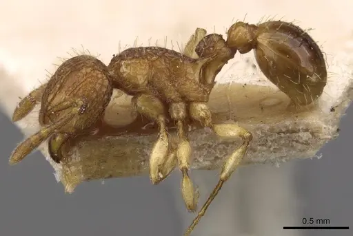 Tetramorium eleates specimen CASENT0909192 image casent0909192_3