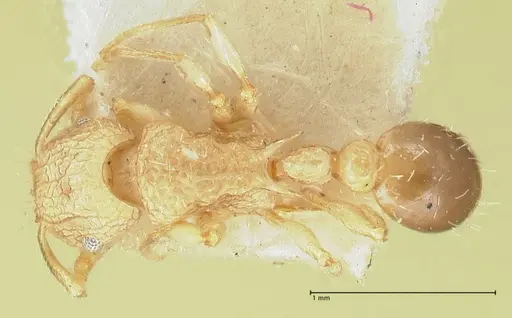 Tetramorium eleates specimen FOCOL2106 image focol2106_1