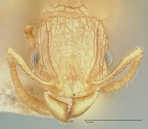 Tetramorium eleates specimen FOCOL2106 image focol2106_2