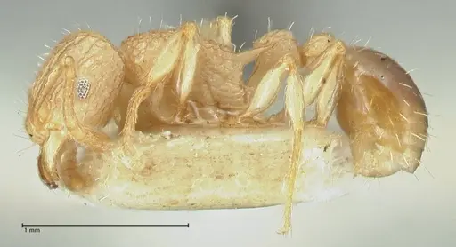 Tetramorium eleates specimen FOCOL2106 image focol2106_3