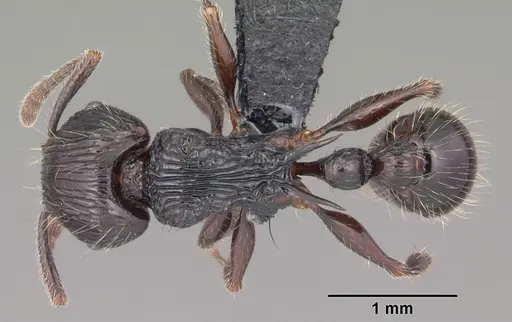 Tetramorium electrum specimen CASENT0007736 image casent0007736_1