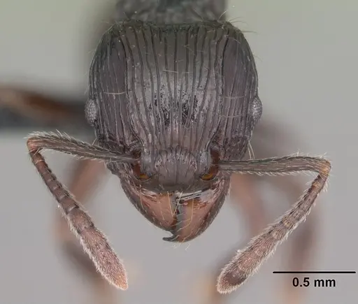Tetramorium electrum specimen CASENT0007736 image casent0007736_2