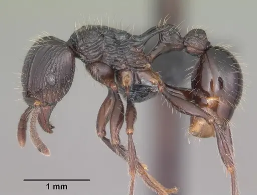 Tetramorium electrum specimen CASENT0007736 image casent0007736_3