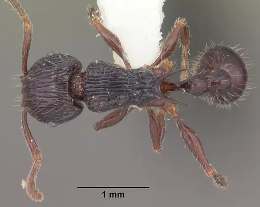 Tetramorium electrum specimen CASENT0102350 image casent0102350_1