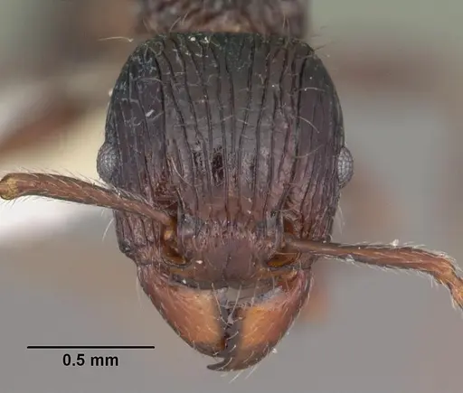 Tetramorium electrum specimen CASENT0102350 image casent0102350_2