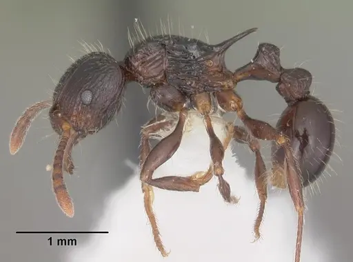 Tetramorium electrum specimen CASENT0102350 image casent0102350_3