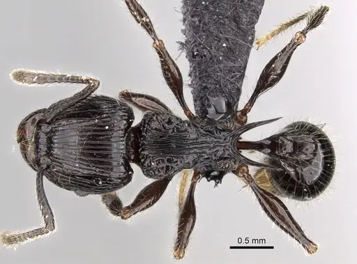 Tetramorium electrum specimen CASENT0162856 image casent0162856_1