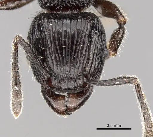 Tetramorium electrum specimen CASENT0162856 image casent0162856_2