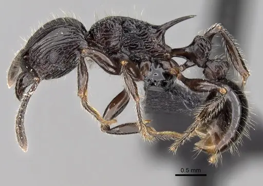 Tetramorium electrum specimen CASENT0162856 image casent0162856_3