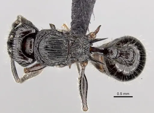 Tetramorium electrum specimen CASENT0163327 image casent0163327_1