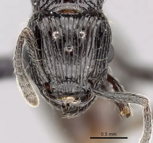 Tetramorium electrum specimen CASENT0163327 image casent0163327_2