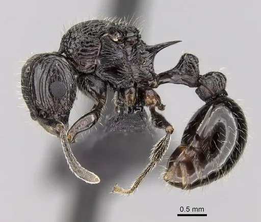 Tetramorium electrum specimen CASENT0163327 image casent0163327_3