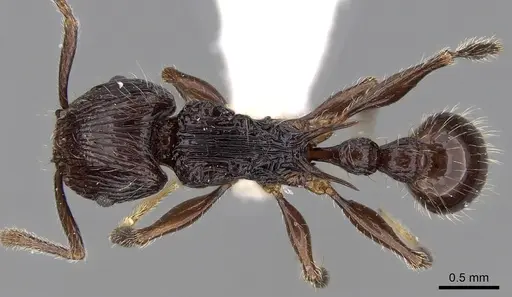 Tetramorium electrum specimen CASENT0280589 image casent0280589_1