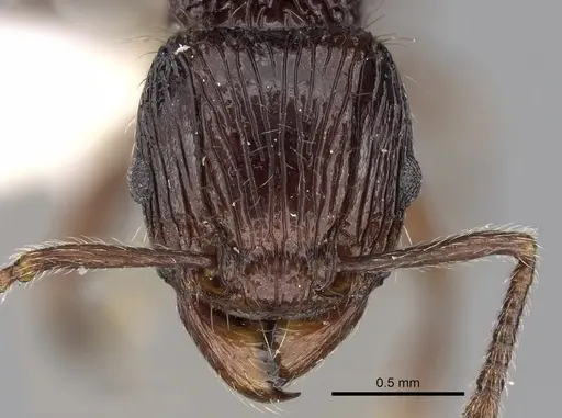 Tetramorium electrum specimen CASENT0280589 image casent0280589_2