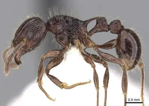 Tetramorium electrum specimen CASENT0280589 image casent0280589_3