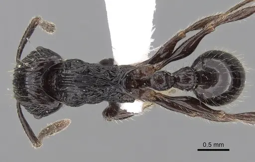 Tetramorium electrum specimen CASENT0280850 image casent0280850_1