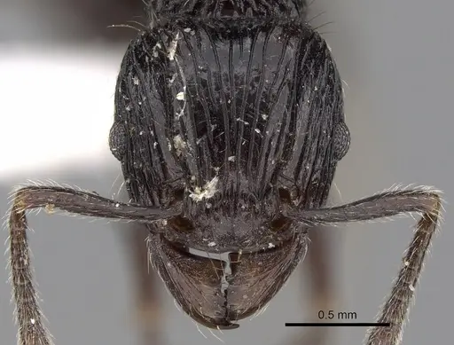 Tetramorium electrum specimen CASENT0280850 image casent0280850_2