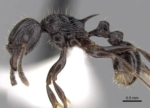 Tetramorium electrum specimen CASENT0280850 image casent0280850_3