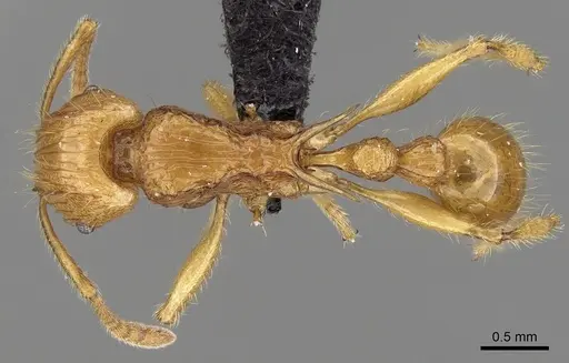 Tetramorium elf specimen CASENT0045788 image casent0045788_1