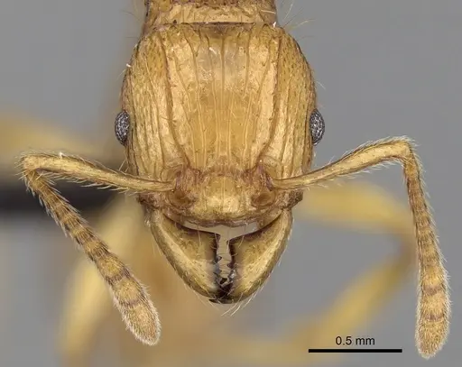 Tetramorium elf specimen CASENT0045788 image casent0045788_2
