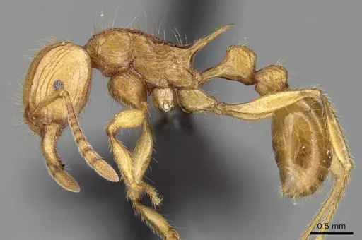 Tetramorium elf specimen CASENT0045788 image casent0045788_3