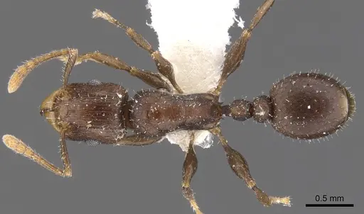 Tetramorium elidisum specimen CASENT0901231 image casent0901231_1