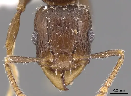 Tetramorium elidisum specimen CASENT0901231 image casent0901231_2