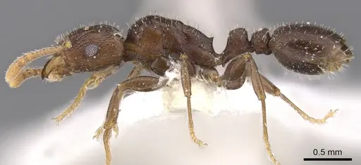 Tetramorium elidisum specimen CASENT0901231 image casent0901231_3