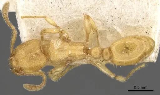 Tetramorium elisabethae specimen CASENT0901107 image casent0901107_1