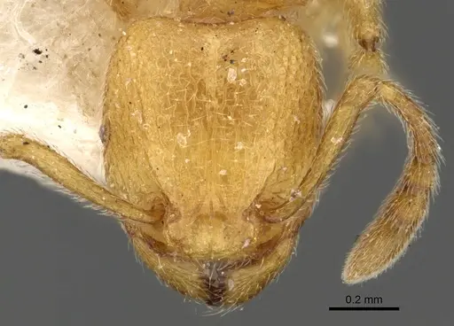 Tetramorium elisabethae specimen CASENT0901107 image casent0901107_2