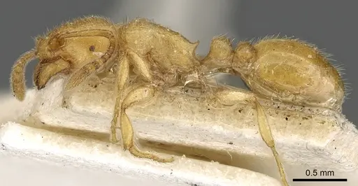 Tetramorium elisabethae specimen CASENT0901107 image casent0901107_3