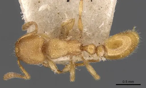 Tetramorium elisabethae specimen CASENT0909166 image casent0909166_1
